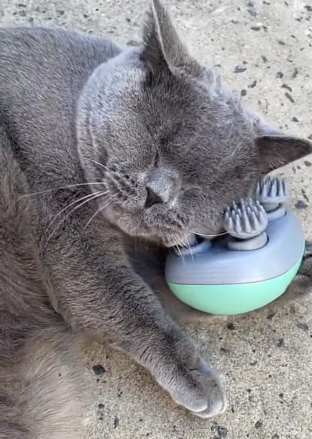 Calm anxious cat with massager