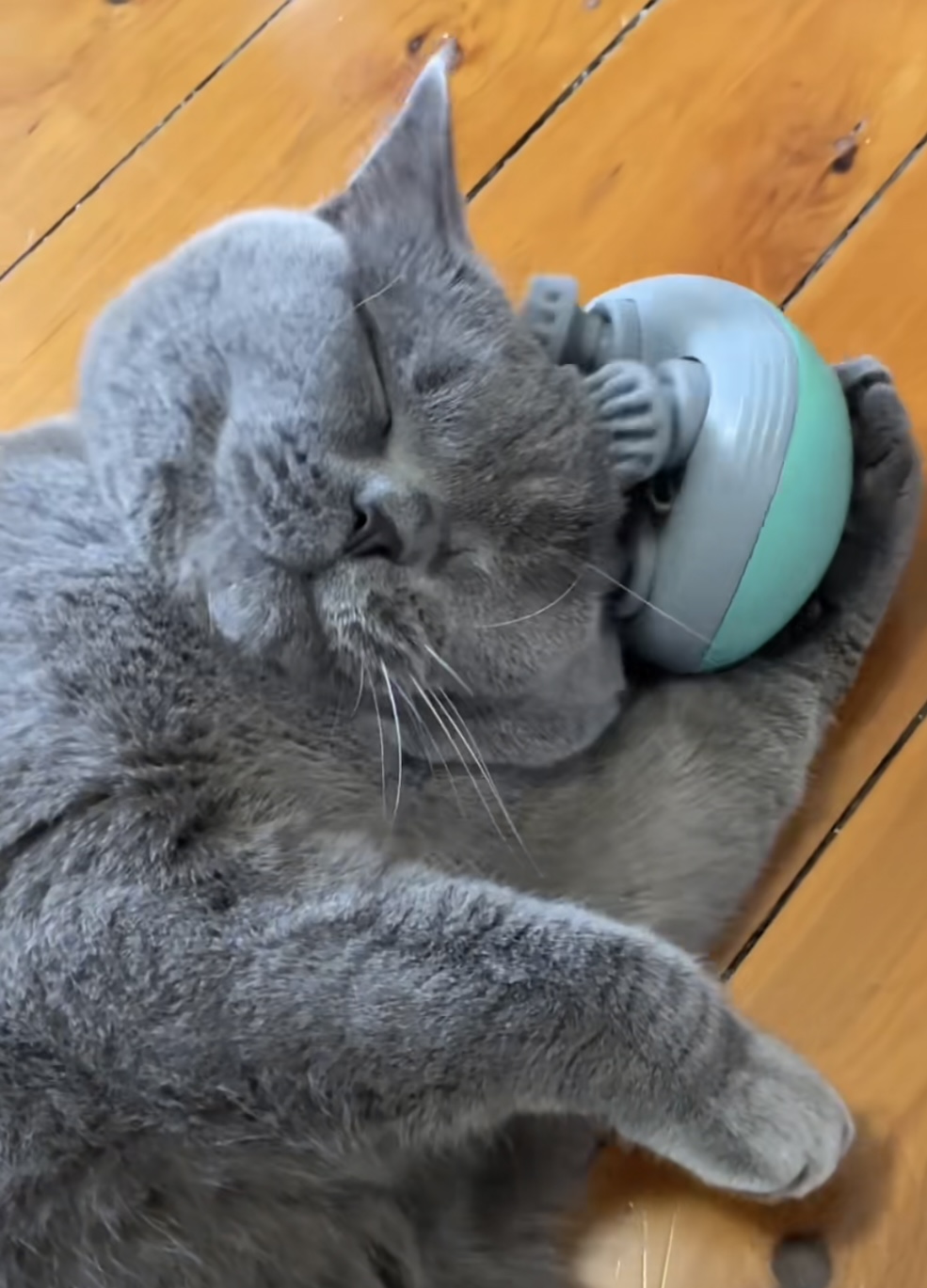 Happy cat enjoying Christmas gift