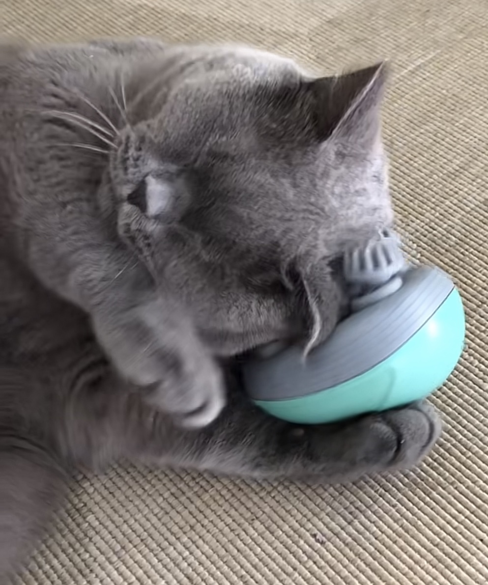 Relaxed cat purring while being petted