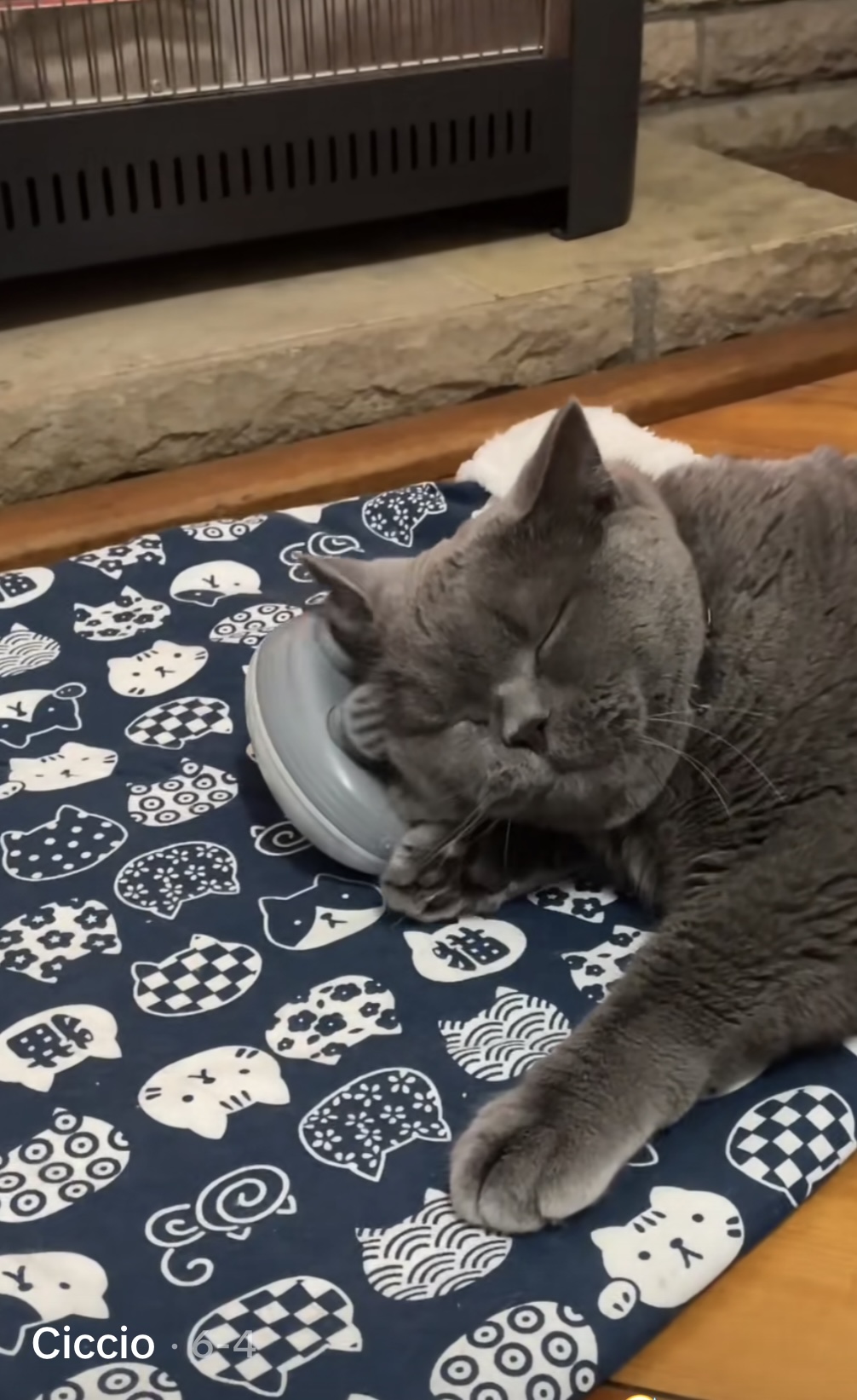 Cat bonding with owner